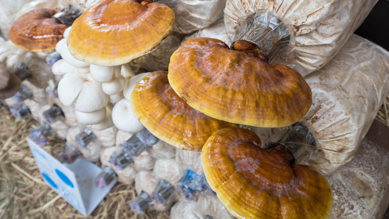 mushroom cultivation